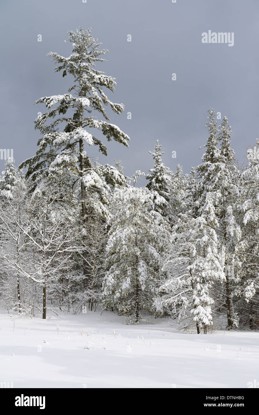Snow covered evergreen tree forest after a winter snowstorm Marmora Ontario Canada Stock Photo