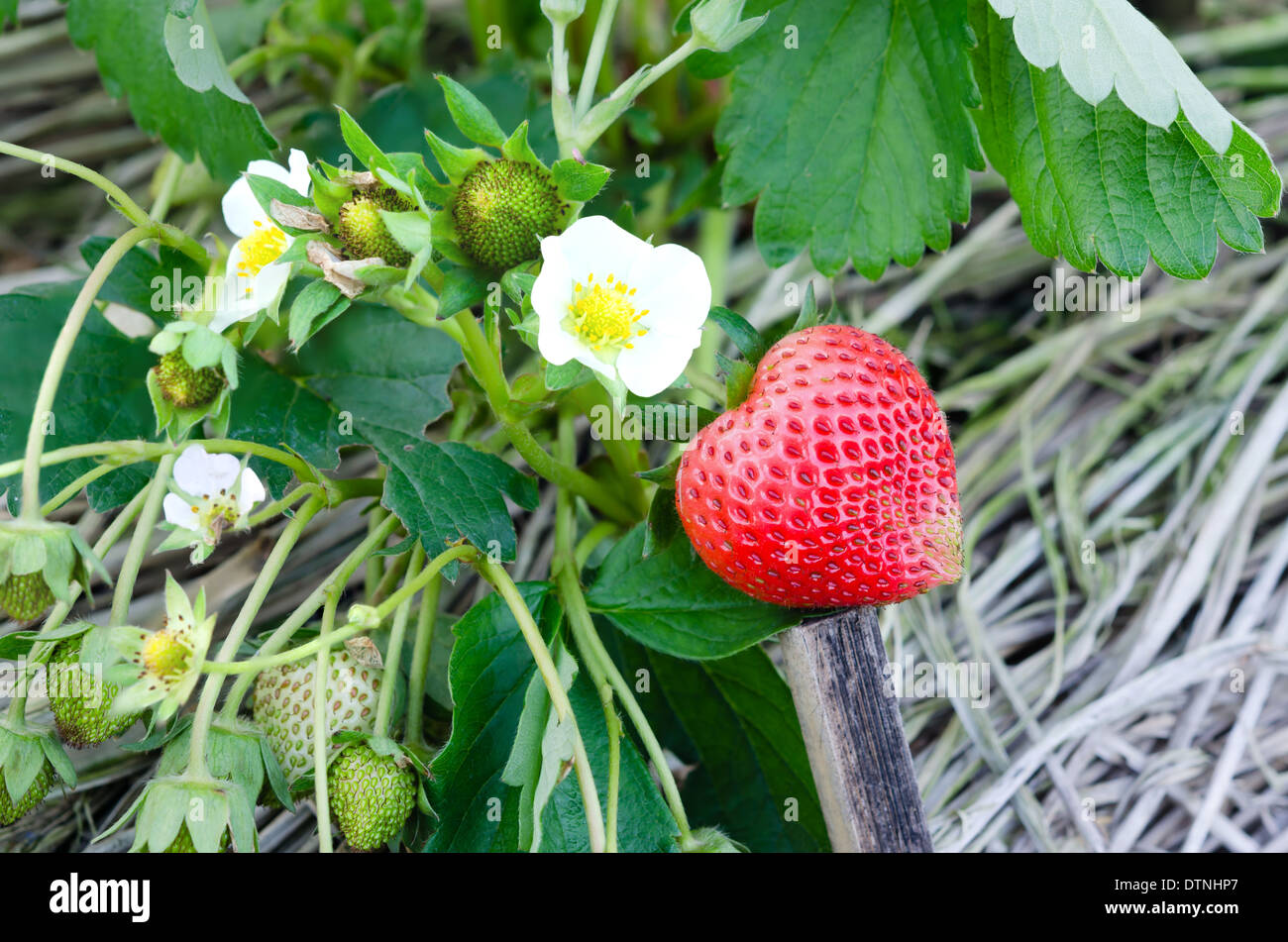 Strawberry plants already ripe to harvest Stock Photo Alamy