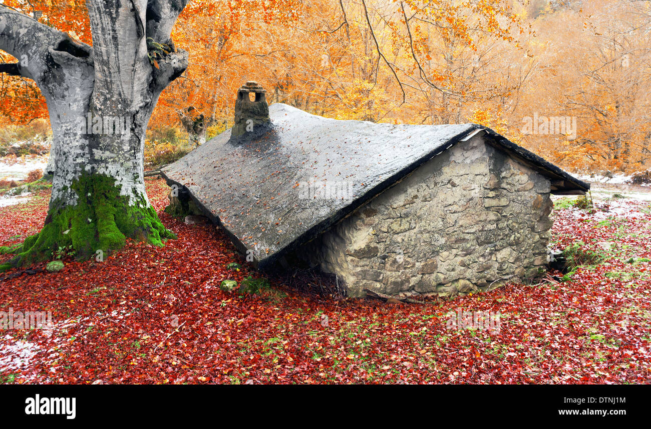 house in the forest in autumn near a tree Stock Photo - Alamy
