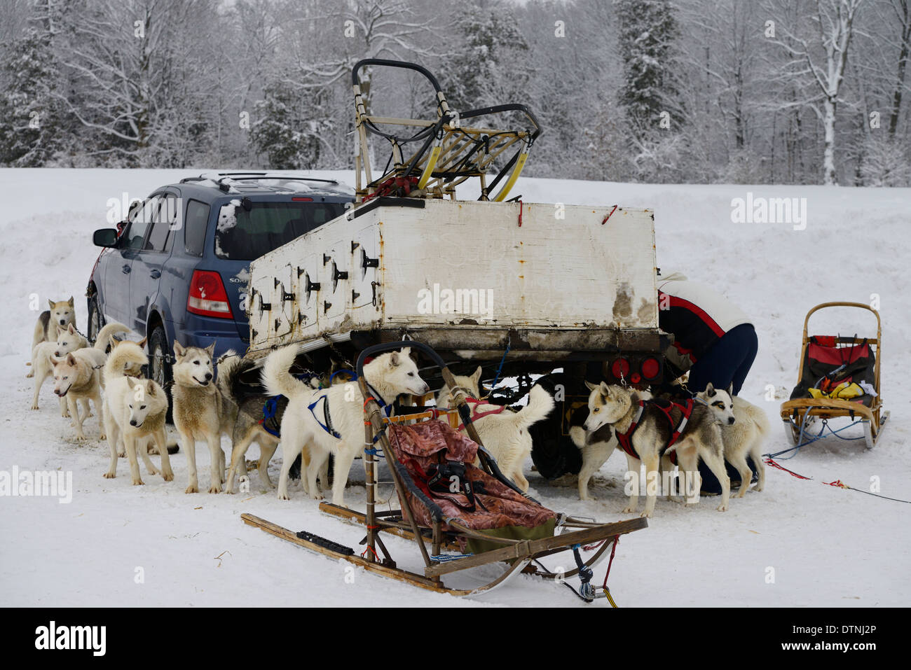 Teams of Seppala Siberian Husky Sleddogs tied to a trailer waiting to be harnessed to dog sleds for racing Marmora Snofest Ontario Canada Stock Photo