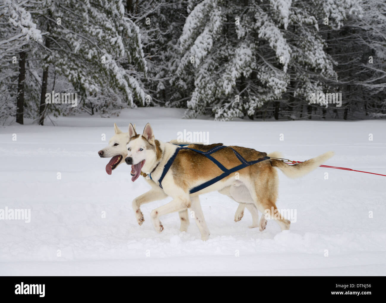 Synchronized panting pair of lead Seppala Siberian Husky Sleddogs pulling a dog sled in a winter race Marmora Snofest Ontario Canada Stock Photo