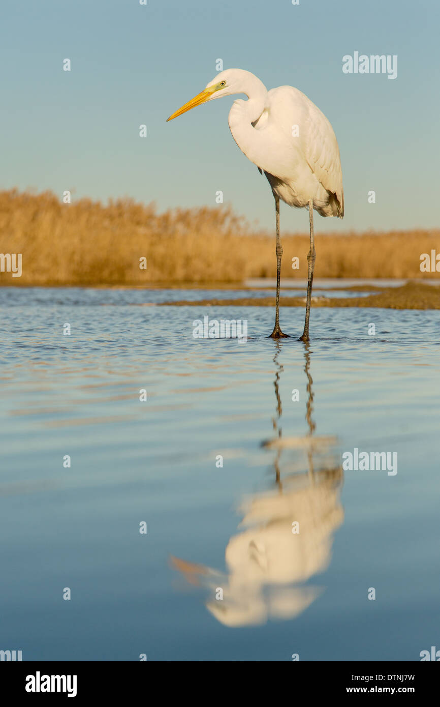 Great Egret (Ardea alba) reflected in a lake Stock Photo