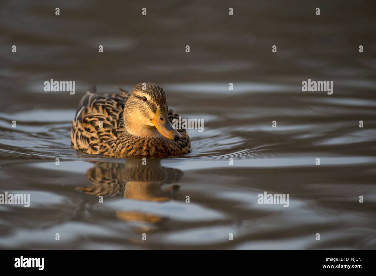 Mallard duck in White Rock Lake, Dallas, Texas, USA Stock Photo