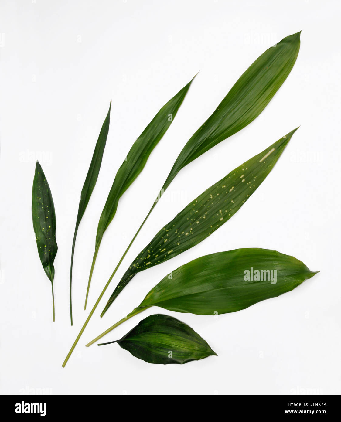 Leaves from different species and varieties of Aspidistra Stock Photo