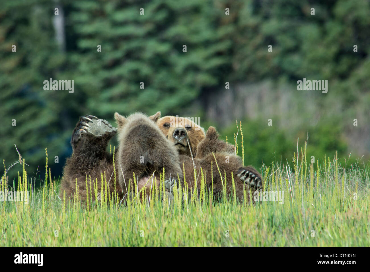 Grizzly Bear Sow, Ursus arctos, on her back, nursing two Spring Cubs, Lake Clark National Park, Alaska, USA Stock Photo