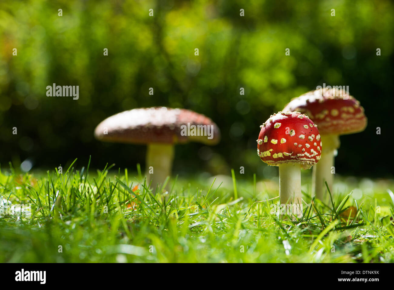 Toadstools in a green meadow Stock Photo