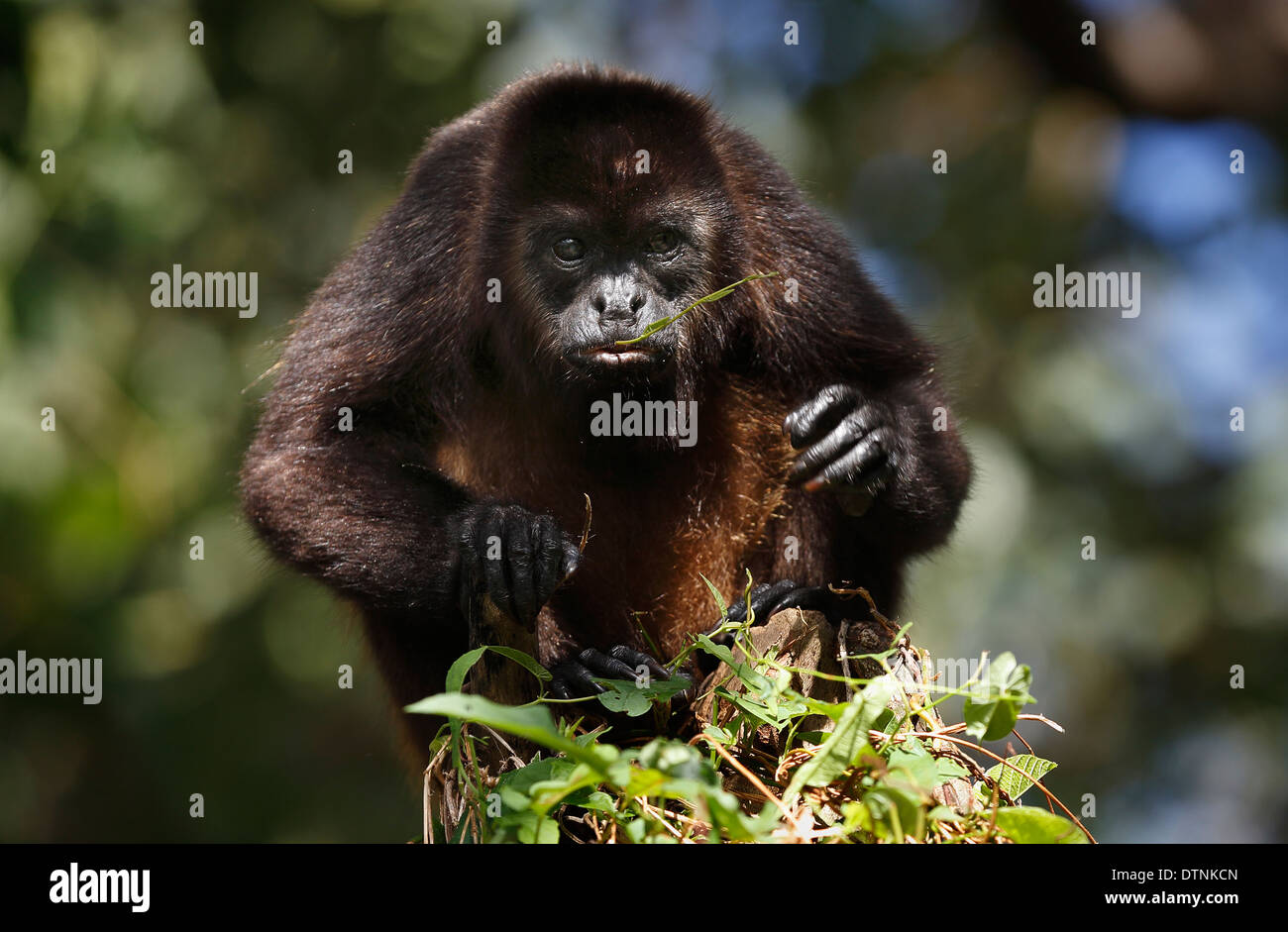 Female howler monkey, Reserva Charco Verde, Ometepe Island, Nicaragua Stock Photo