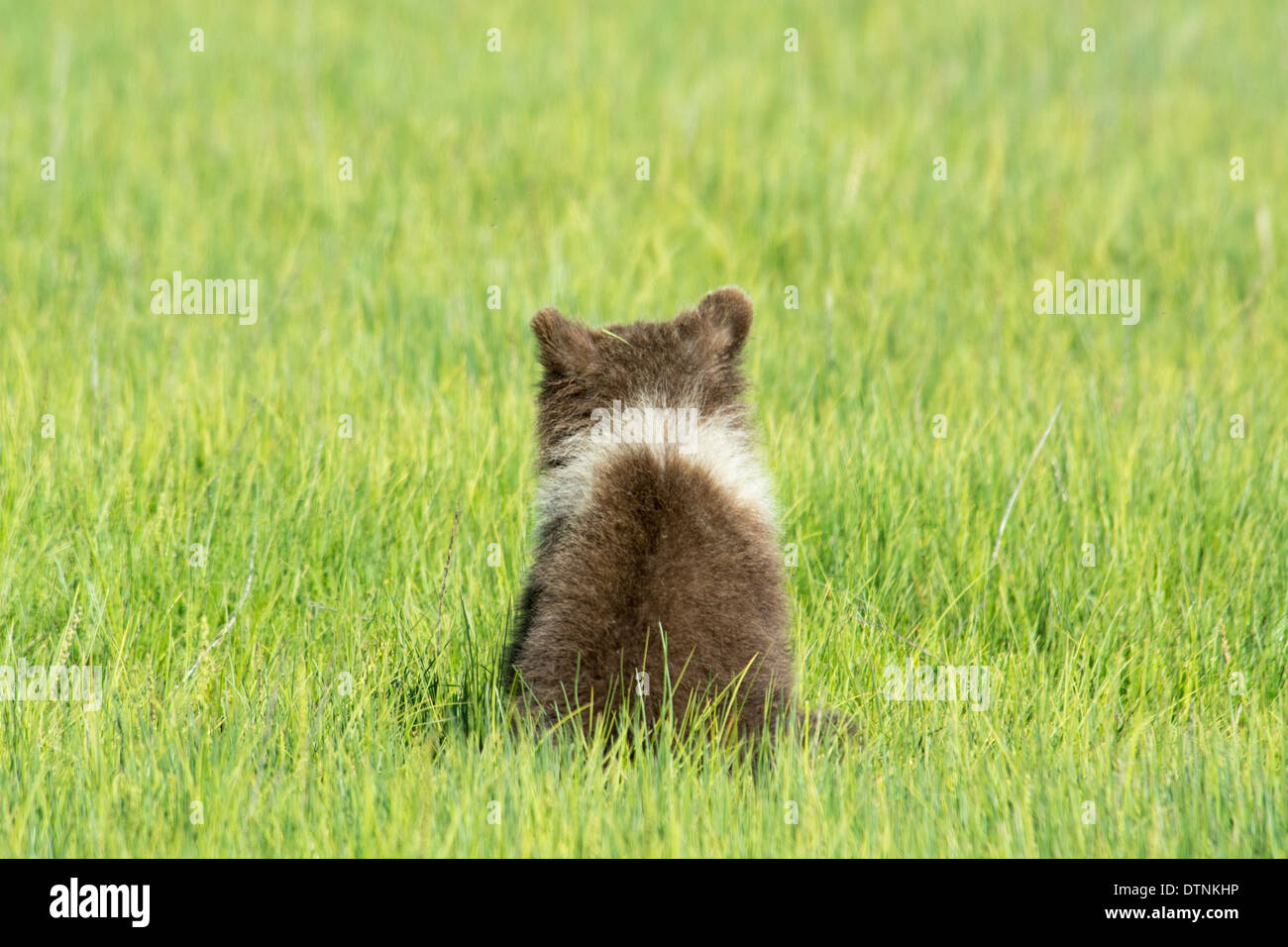 Rear View of a Grizzly Bear Cub, Ursus Arctos, showing a white collar around its neck, Lake Clark National Park, Alaska, USA Stock Photo