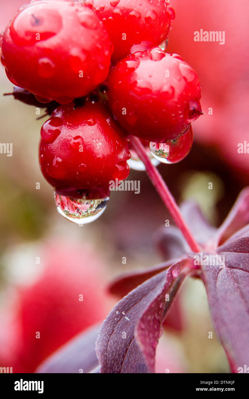Macro image of Canadian Dogwood berries with water drops that show the background fall vegetation. Denali National Park and Preserve, Alaska, USA Stock Photo