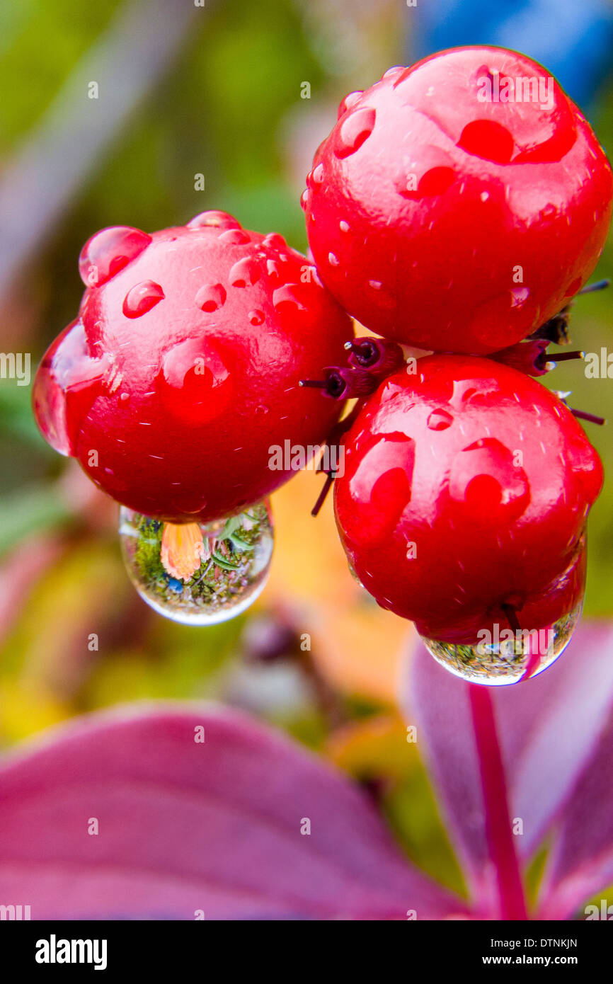 Macro image of Canadian Dogwood berries with water drops that show the background fall vegetation. Denali National Park and Preserve, Alaska, USA Stock Photo