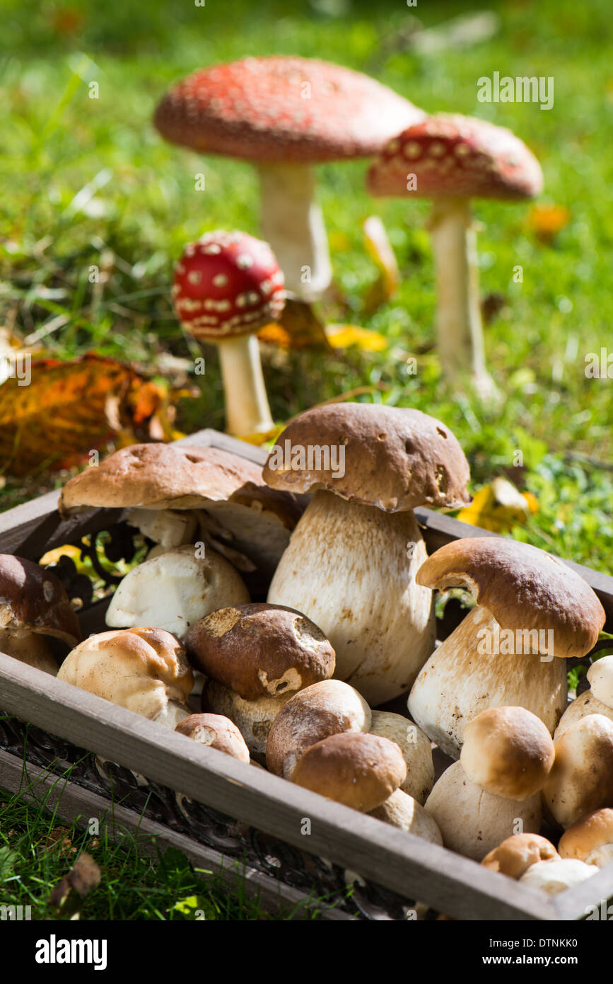 Edible mushrooms on a tray Stock Photo