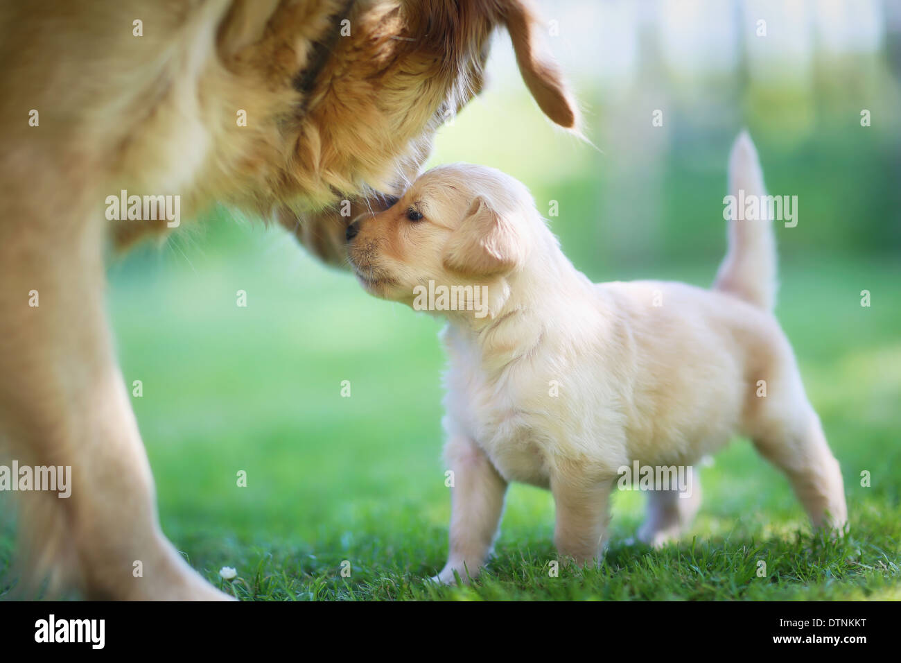 Can Golden Retriever Drink Milk
