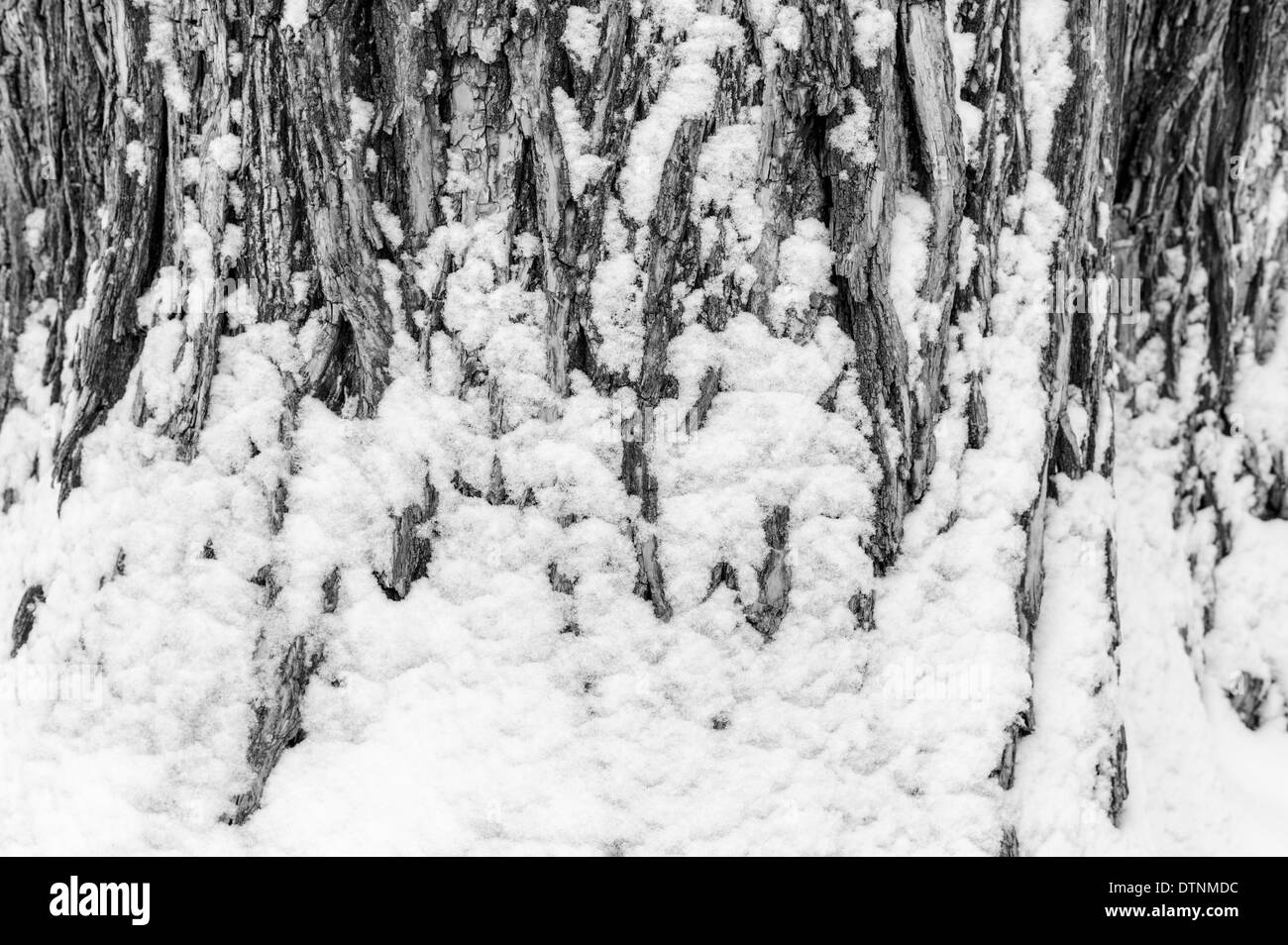 Black & white view of fresh snow dusting the bark of a Cottonwood Tree in historic downtown Salida, Colorado, USA Stock Photo