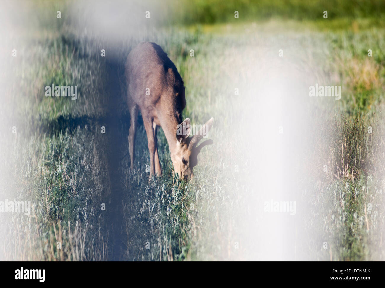 Mule deer (Odocoileus hemionus) viewed through fence from Salida, Colorado, USA Stock Photo