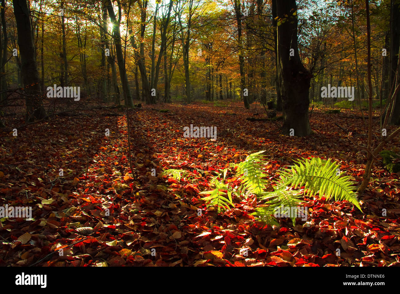 Sunlight catching fern leaves hi-res stock photography and images - Alamy