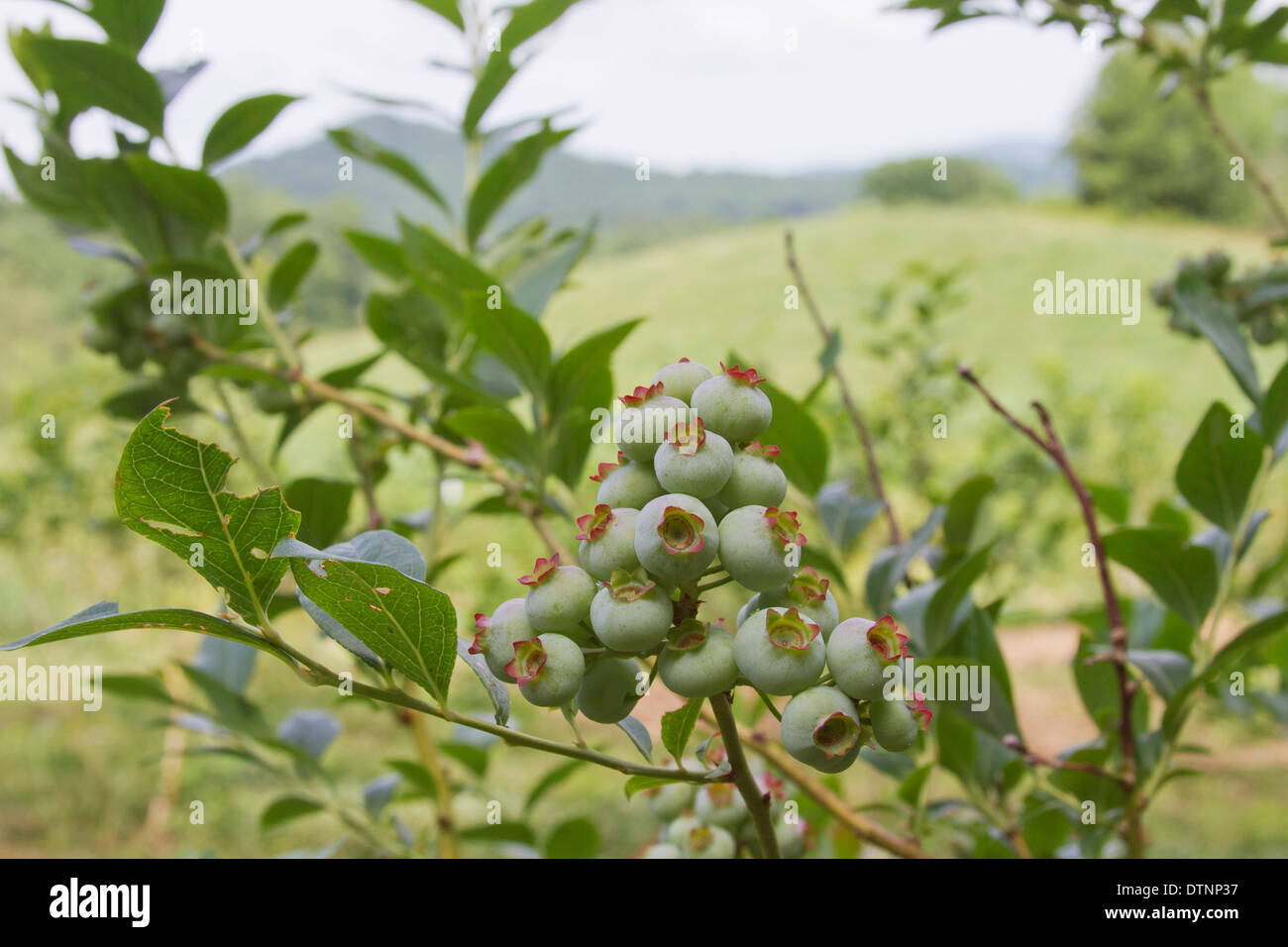 Ripening blueberries hires stock photography and images Alamy