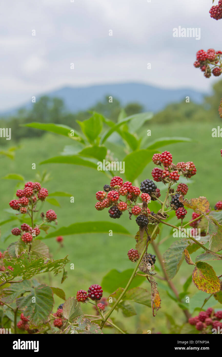 Ripening bush of blackberries with blue mountains behind it Stock Photo ...