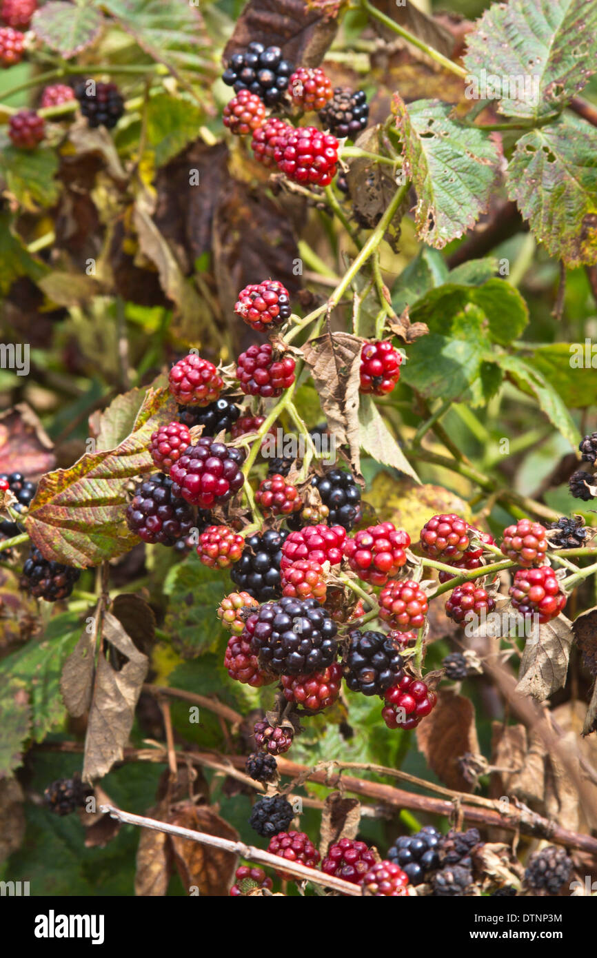 Blackberries summer hi-res stock photography and images - Alamy