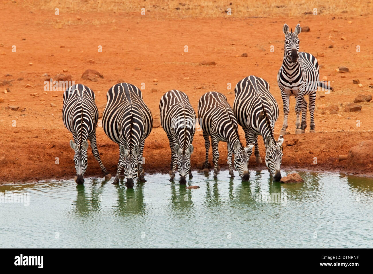common zebra (Equus quagga) group drinking at waterhole, Tsavo national park, Kenya, East Africa Stock Photo