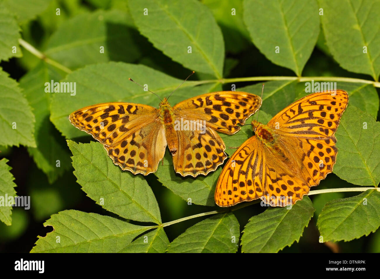 silver-washed fritillary (Argynnis paphia) butterfly pair resting on leaf in sunshine, Bedfordshire, England, United Kingdom Stock Photo