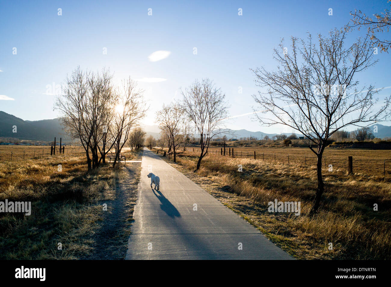 Six month old platinum golden retriever dog on bike path at sunset, small mountain town of Salida, Colorado, USA Stock Photo