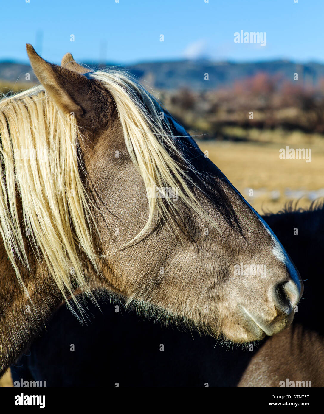 Horse in pasture on fringe of the small mountain town of Salida, Colorado, USA Stock Photo