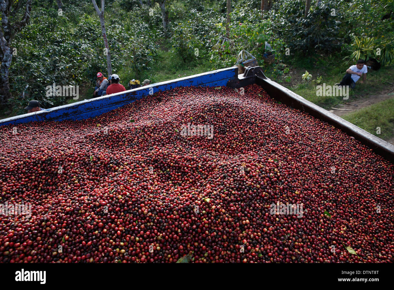 Nicaragua coffee processing hires stock photography and images Alamy