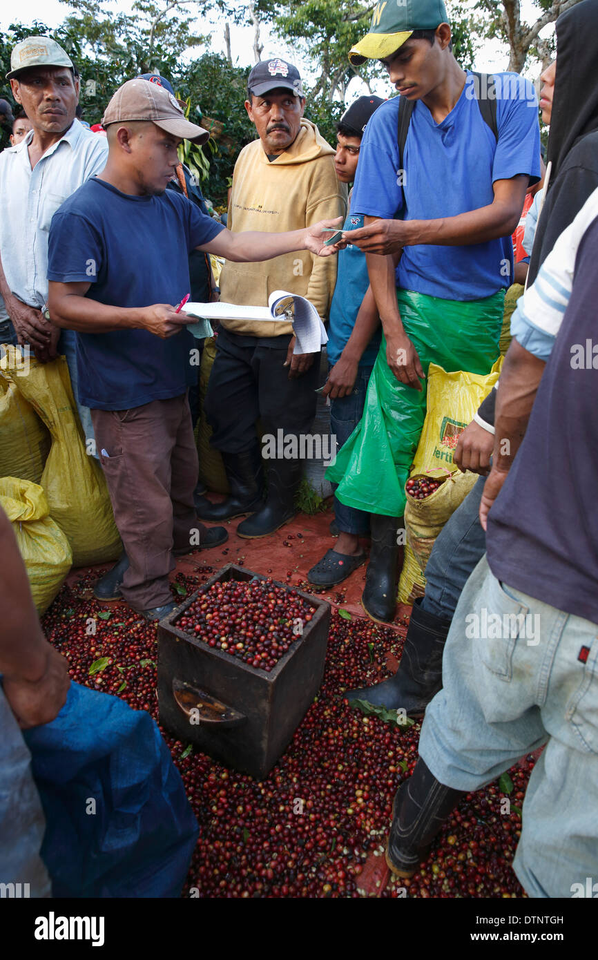 Coffee Plantation Workers High Resolution Stock Photography and Images