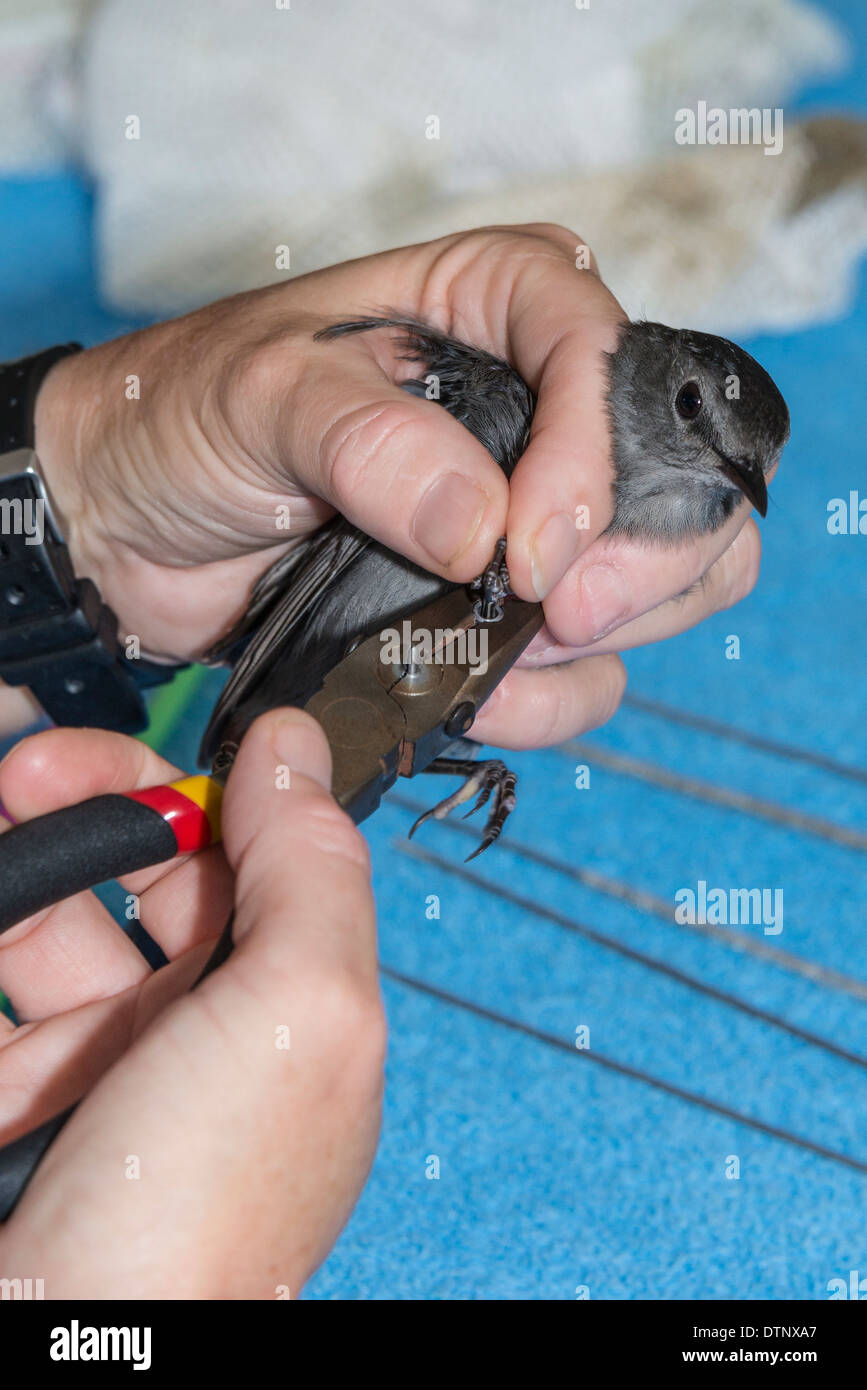 Volunteer bands a bird, Hummer Bird Study Group banding operation, Fort Morgan State Historic Site, Fort Morgan, Alabama. - Stock Image