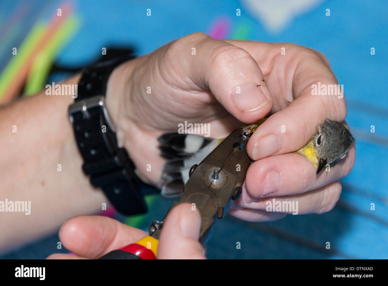 Volunteer bands a bird, Hummer Bird Study Group banding operation, Fort Morgan State Historic Site, Fort Morgan, Alabama. - Stock Image