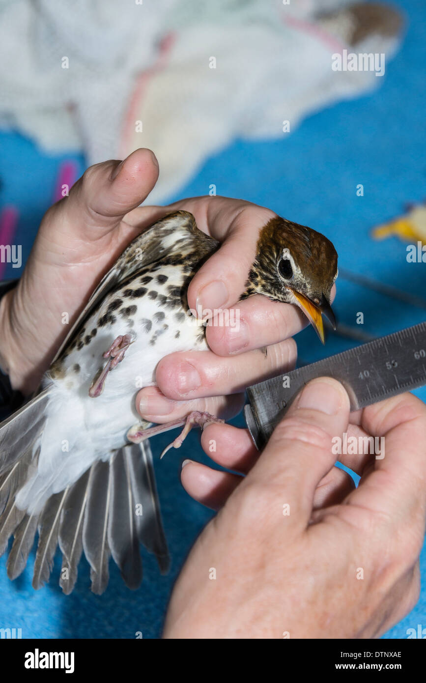 Volunteer bands a bird, Hummer Bird Study Group banding operation, Fort Morgan State Historic Site, Fort Morgan, Alabama. - Stock Image