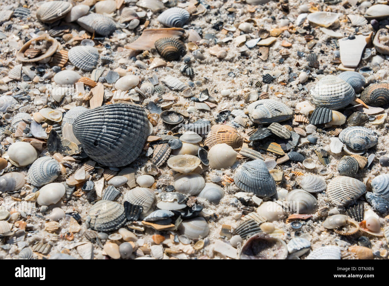 Sea shells beach gulf alabama hires stock photography and images Alamy