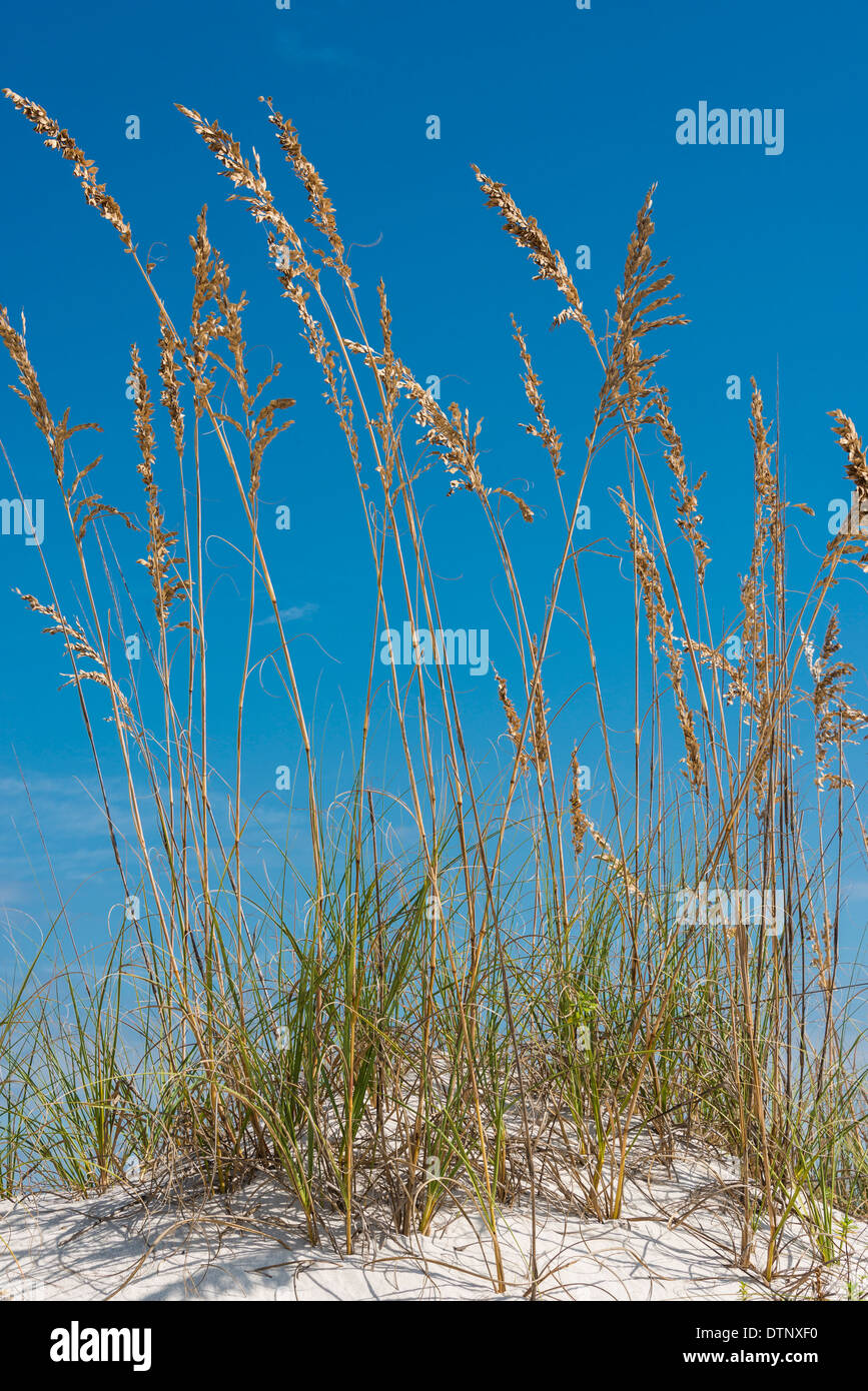 Sea oats (Uniola paniculata), Pine Beach Trail, Bon Secour National Wildlife Refuge, Fort Morgan Peninsula, Gulf Shores, Alabama Stock Photo