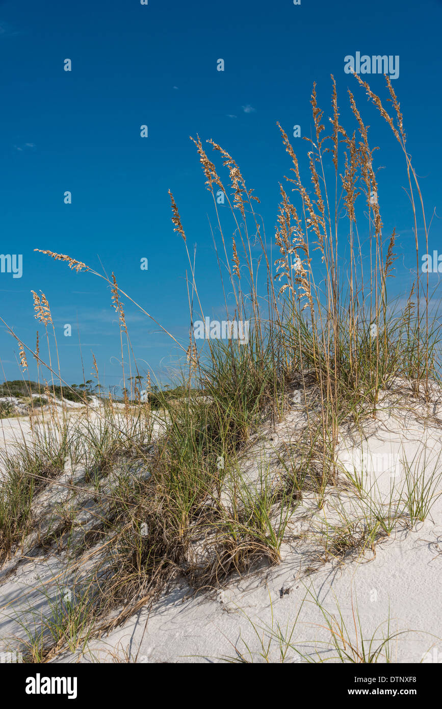 Sea oats (Uniola paniculata), Pine Beach Trail, Bon Secour National Wildlife Refuge, Fort