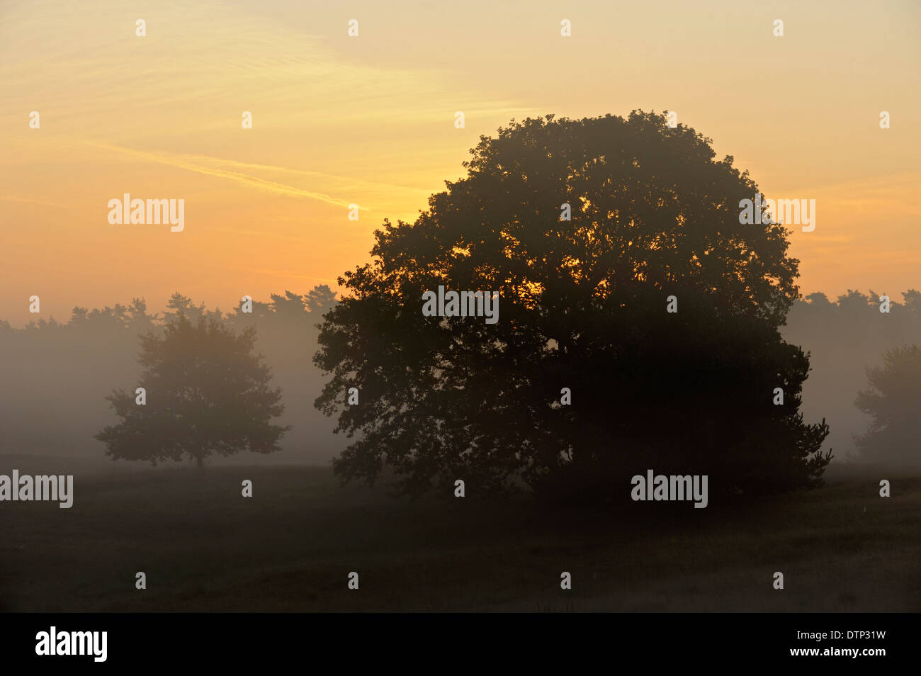 Trees at sunrise, Westrup Heath, North Rhine-Westphalia, Germany / Westruper Heide Stock Photo