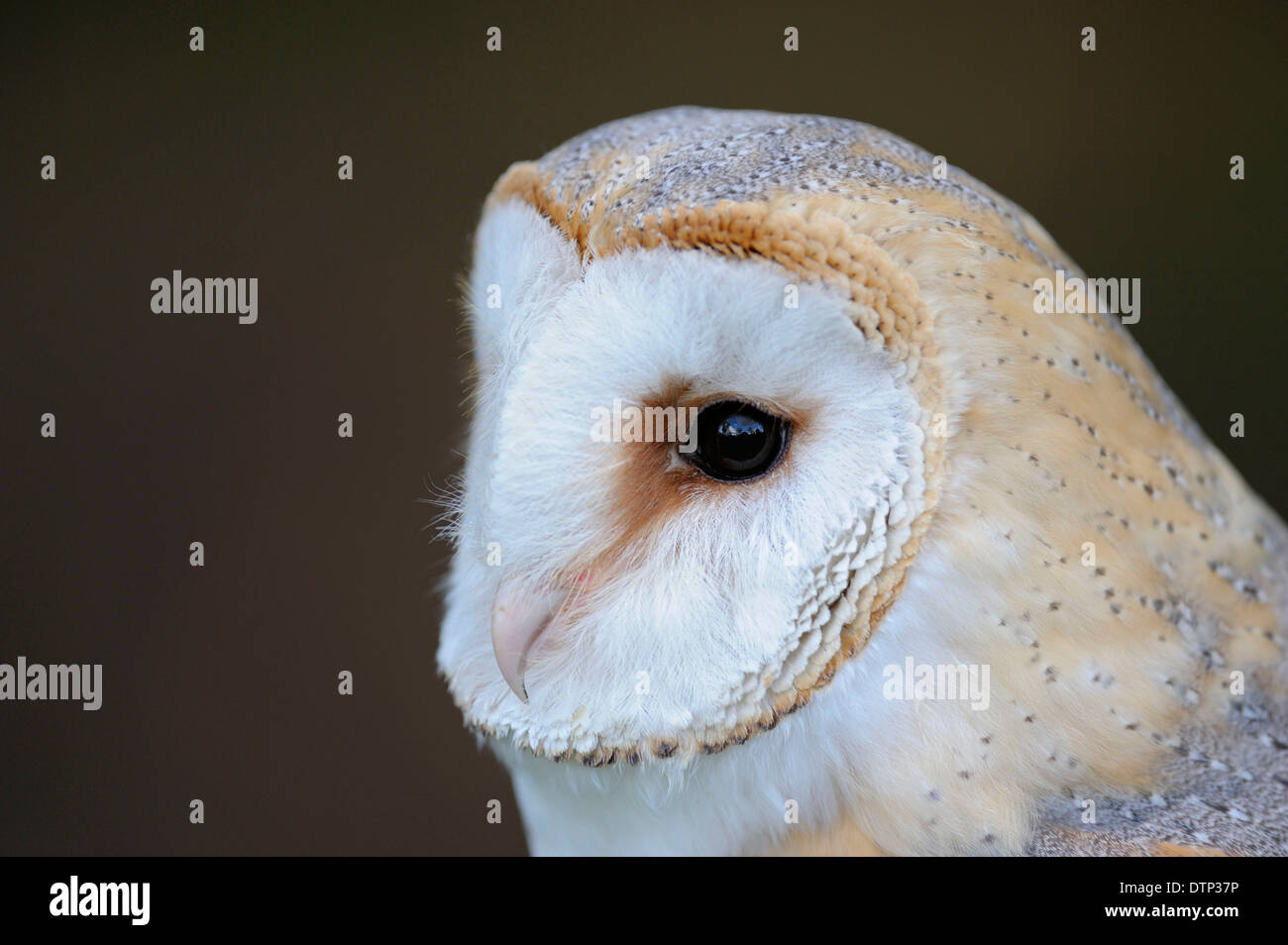 Barn Owl / (Tyto alba) Stock Photo