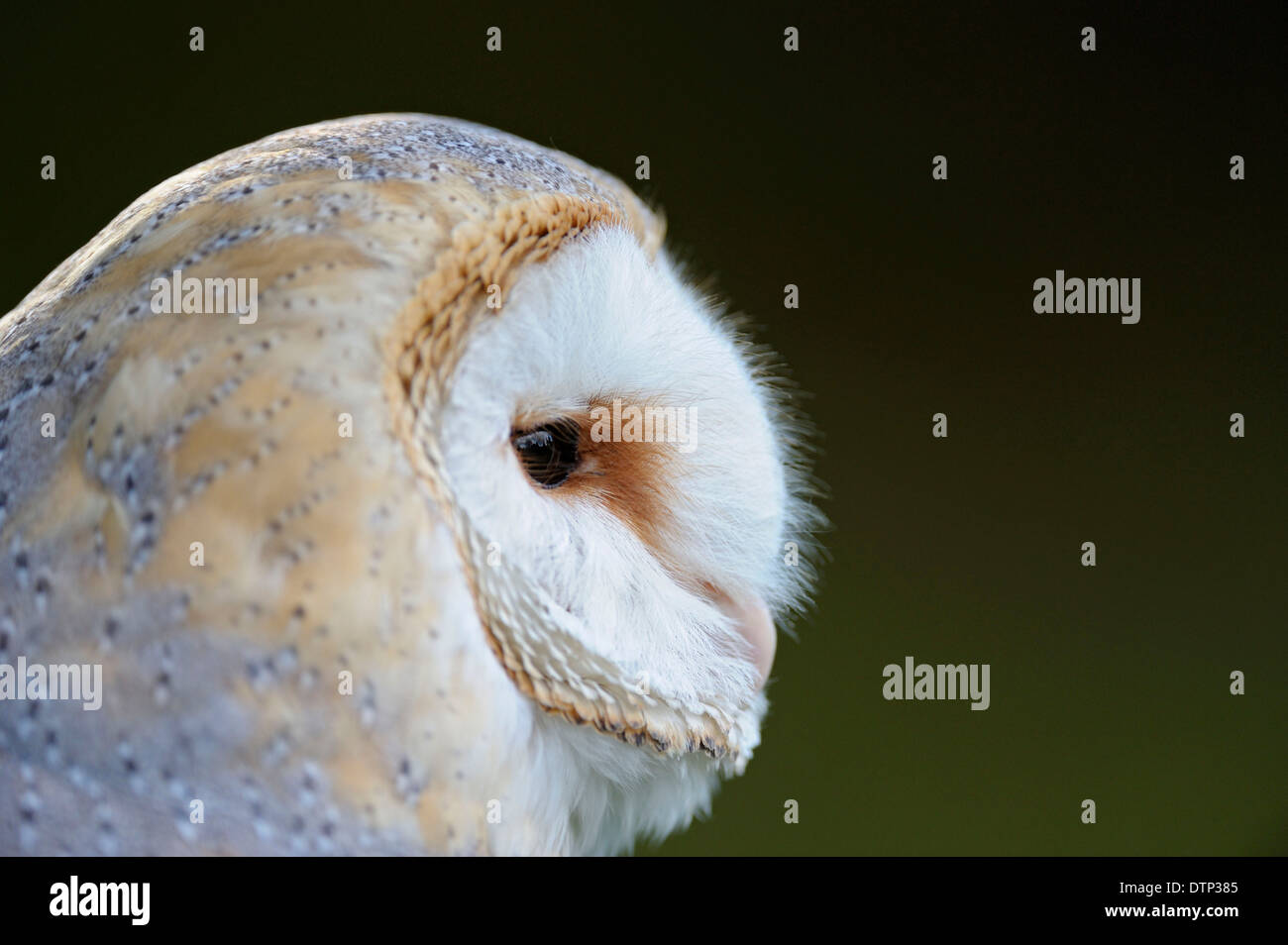 Barn Owl / (Tyto alba) / side Stock Photo