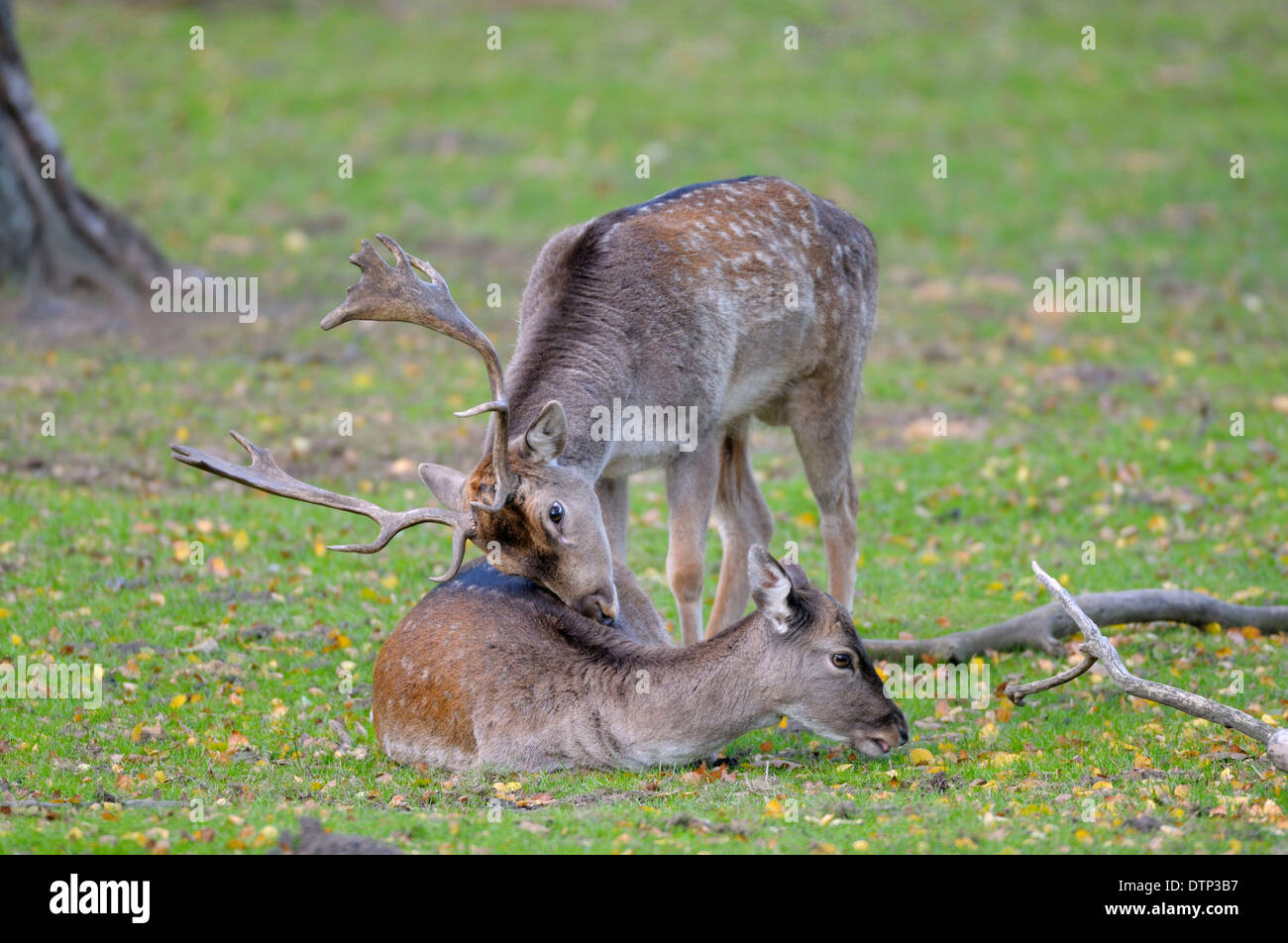 Fallow Deer, pair / (Dama dama) Stock Photo