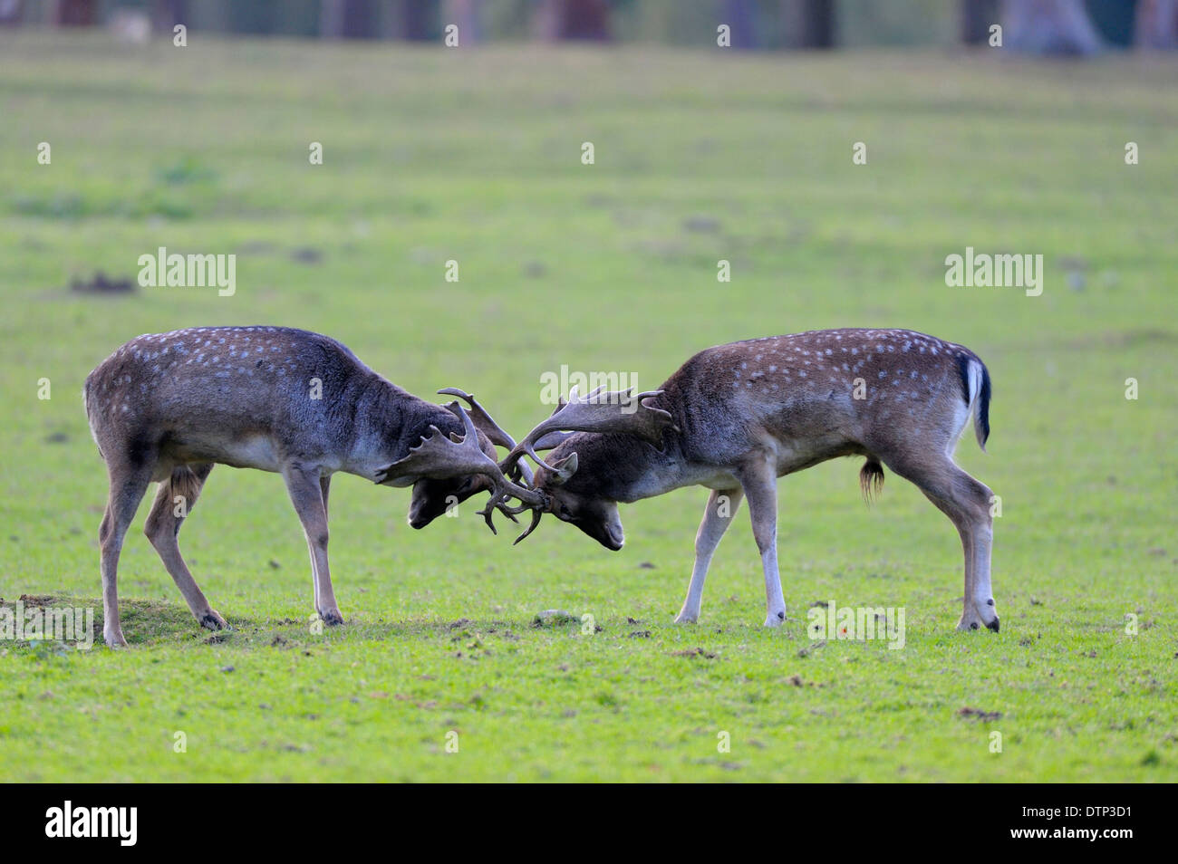 Fallow Deer, stags / (Dama dama) / side Stock Photo