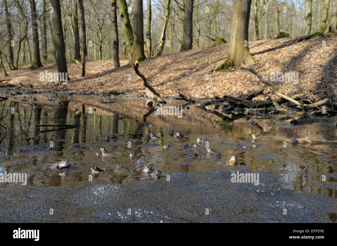 Common European Frogs, North Rhine-Westphalia, Germany / (Rana temporaria) / spawn, spawning Stock Photo