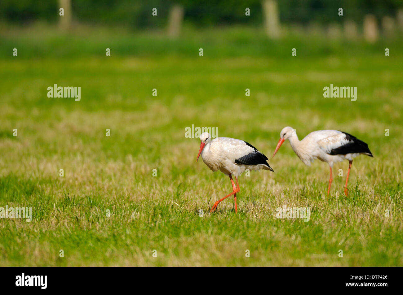 White Storcks, conservation area Dingdener Heide, North Rhine-Westphalia, Germany / (Ciconia ciconia) Stock Photo