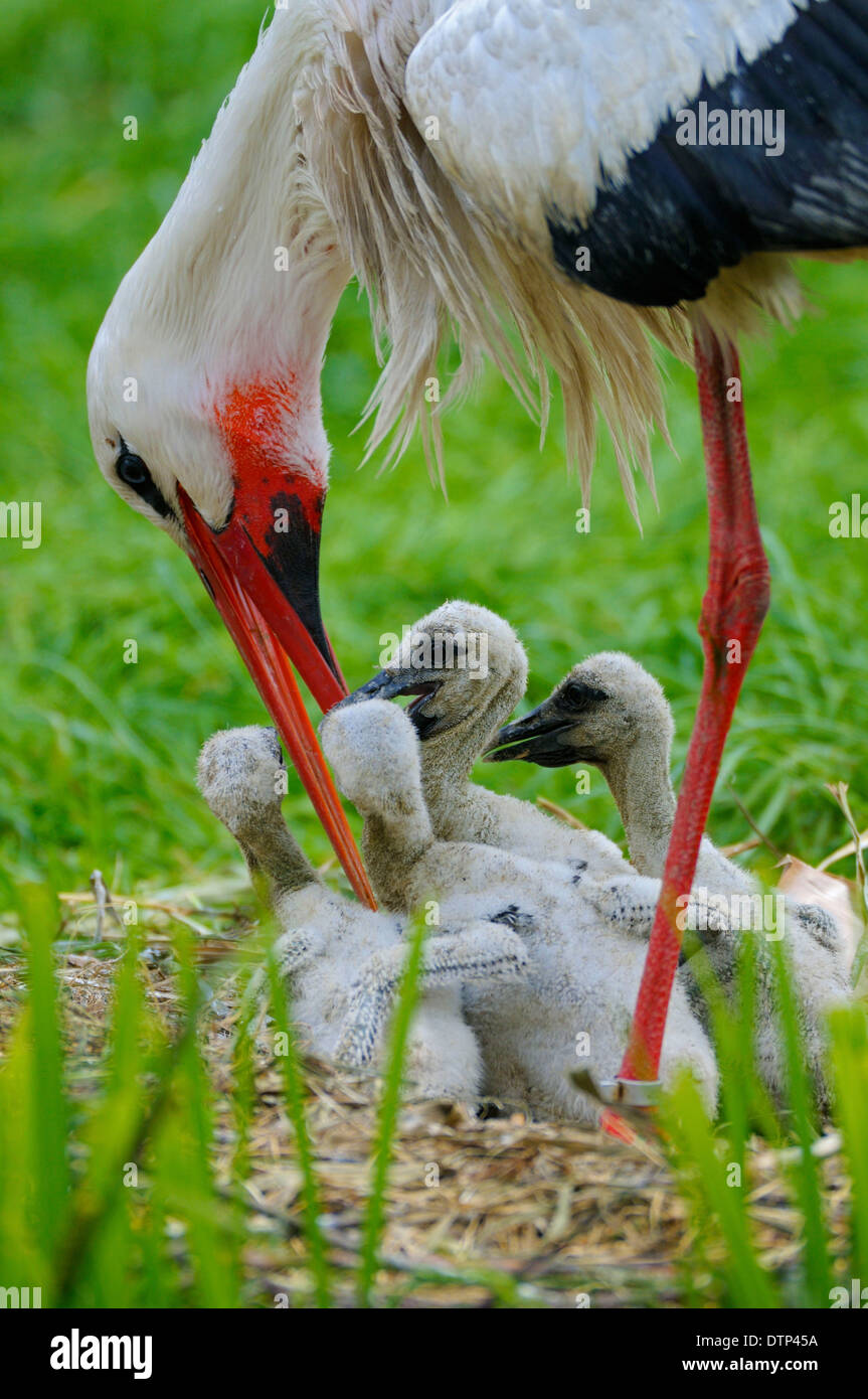 White Storck feeding chicks / (Ciconia ciconia) Stock Photo