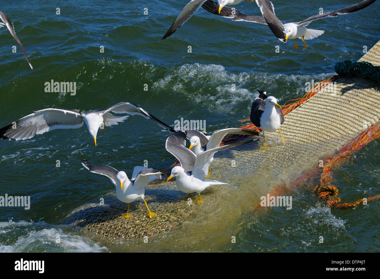 Shrimps Fishing net with Herring Gulls Lesser Black-backed Gulls Island Texel Netherlands / (Larus argentatus) (Larus fuscus) / Stock Photo