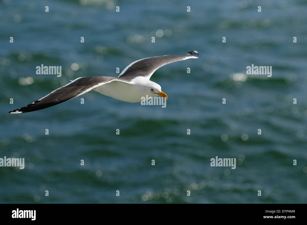 Lesser Black-backed Gull, Island Texel, Netherlands / (Larus fuscus) Stock Photo