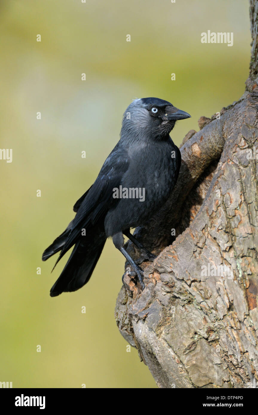Jackdaw, at nesting hole, North Rhine-Westphalia, Germany / (Corvus monedula, Coloeus monedula) Stock Photo