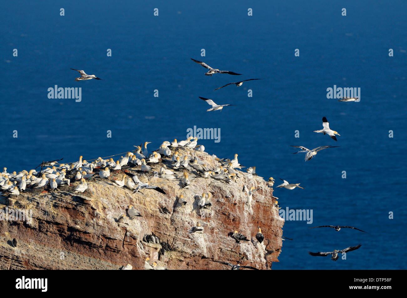 Gannet, colony on cliff top, Lange Anna, Heligoland, Schleswig-Holstein, Germany / (Morus bassanus, Sula bassana) Stock Photo