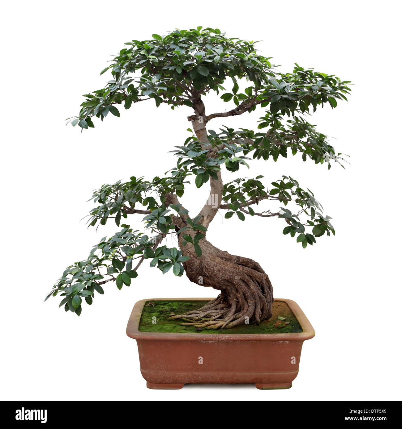 bonsai banyan tree Stock Photo Alamy