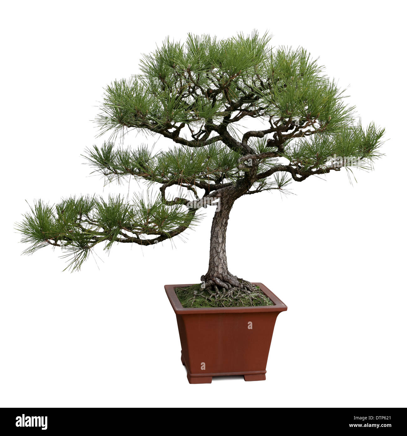 bonsai pine tree Stock Photo
