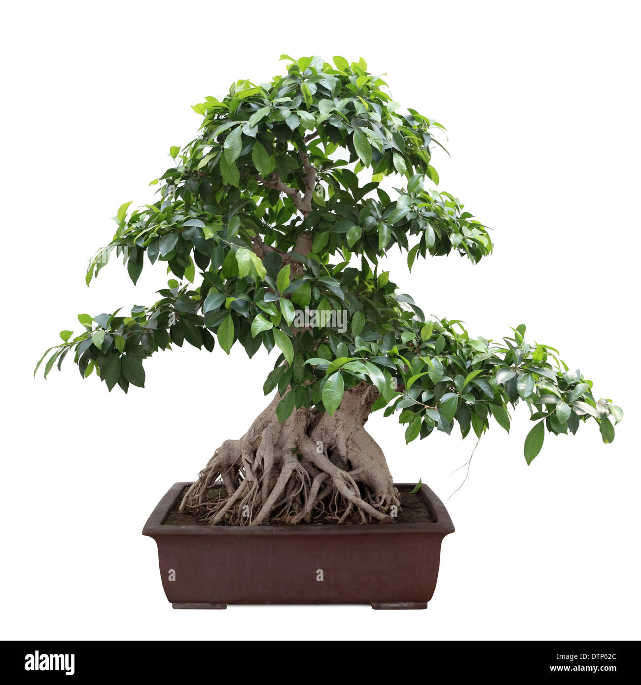green bonsai banyan tree Stock Photo Alamy