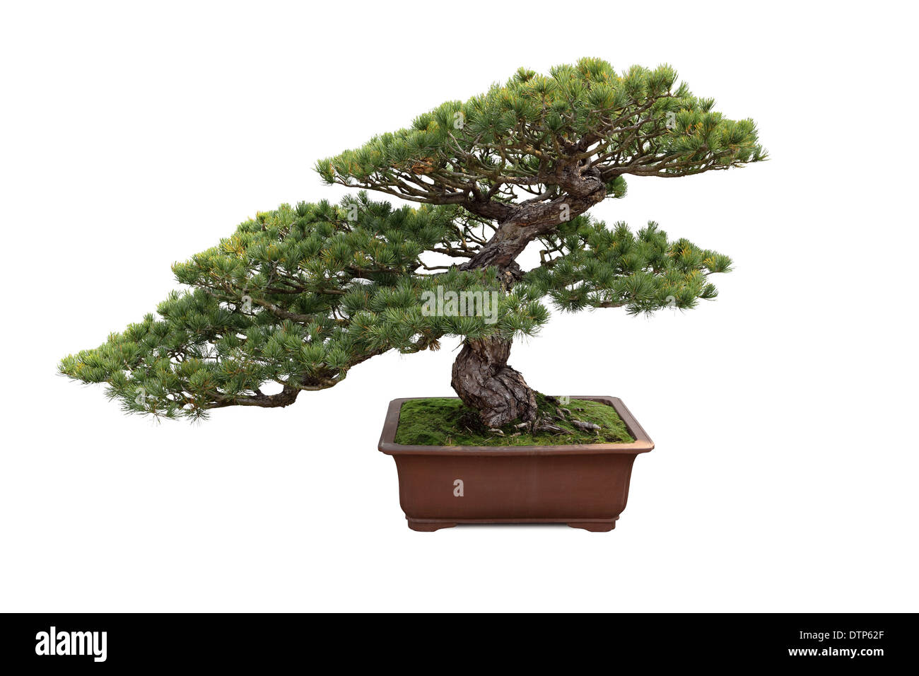 bonsai pine tree Stock Photo